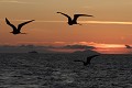 Couché de soleil avecun vol de frégates et l'île de Pinzon en arrère plan - Galapagos Ref:36987